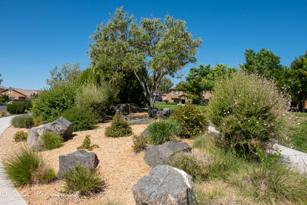 About John McCormack_Xeriscape